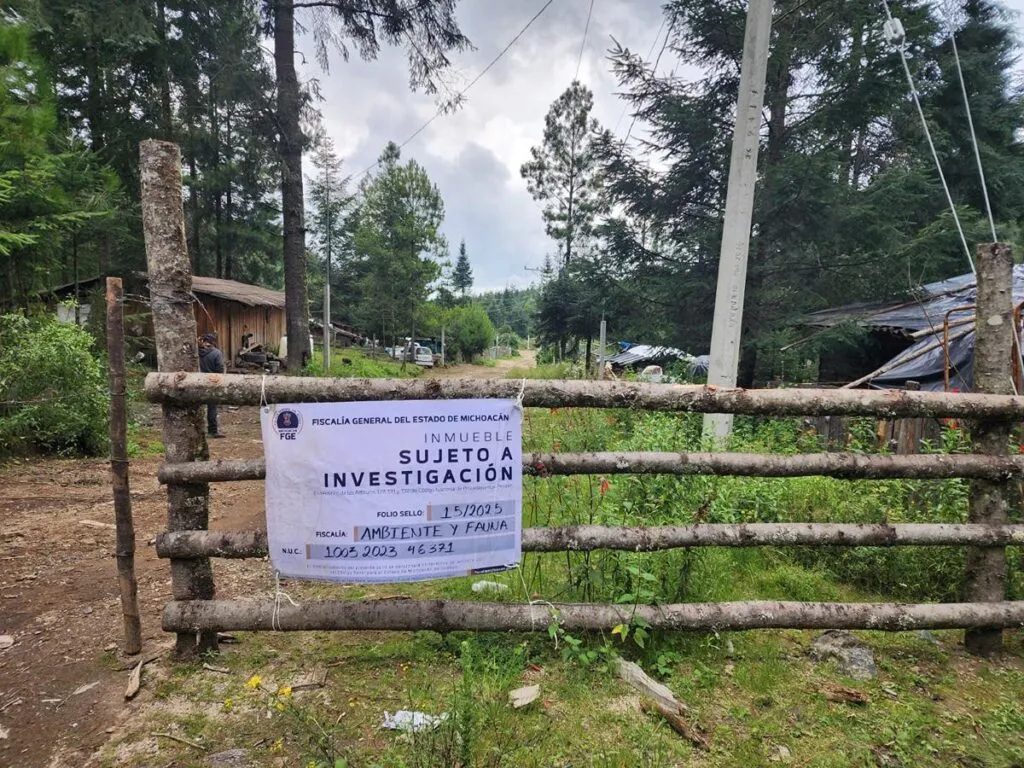 Cumplimenta FGE cateo en predio relacionado con tala ilegal en Zinapécuaro