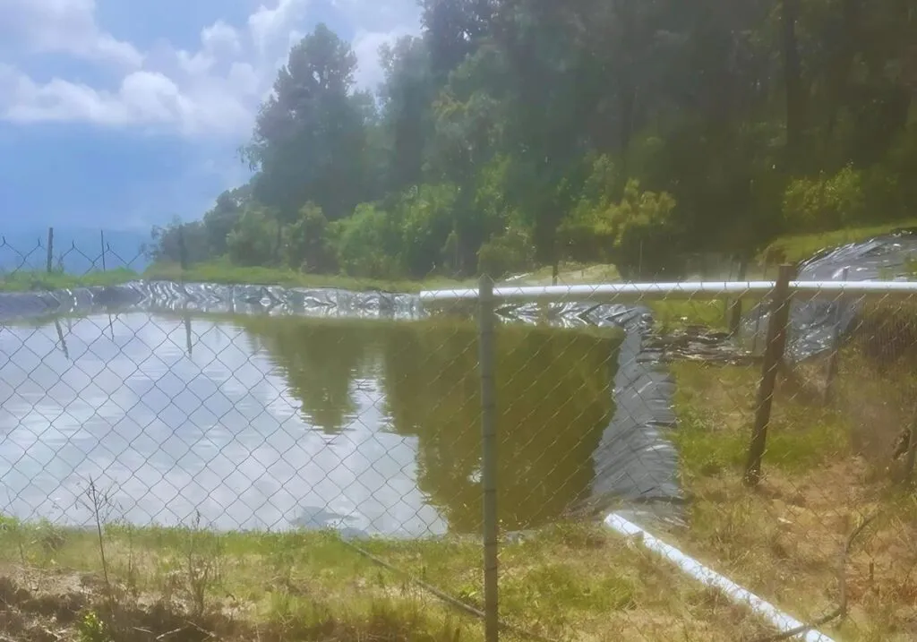 Cumplimenta FGE cateo en predio relacionado con tala ilegal y plantación de aguacate en Erongarícuaro-1