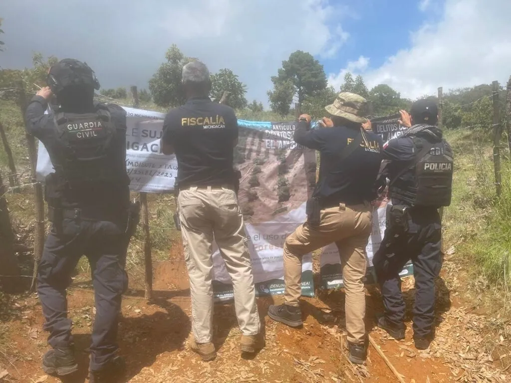 Cumplimenta FGE cateo en predio relacionado con tala ilegal y plantación de aguacate en Erongarícuaro