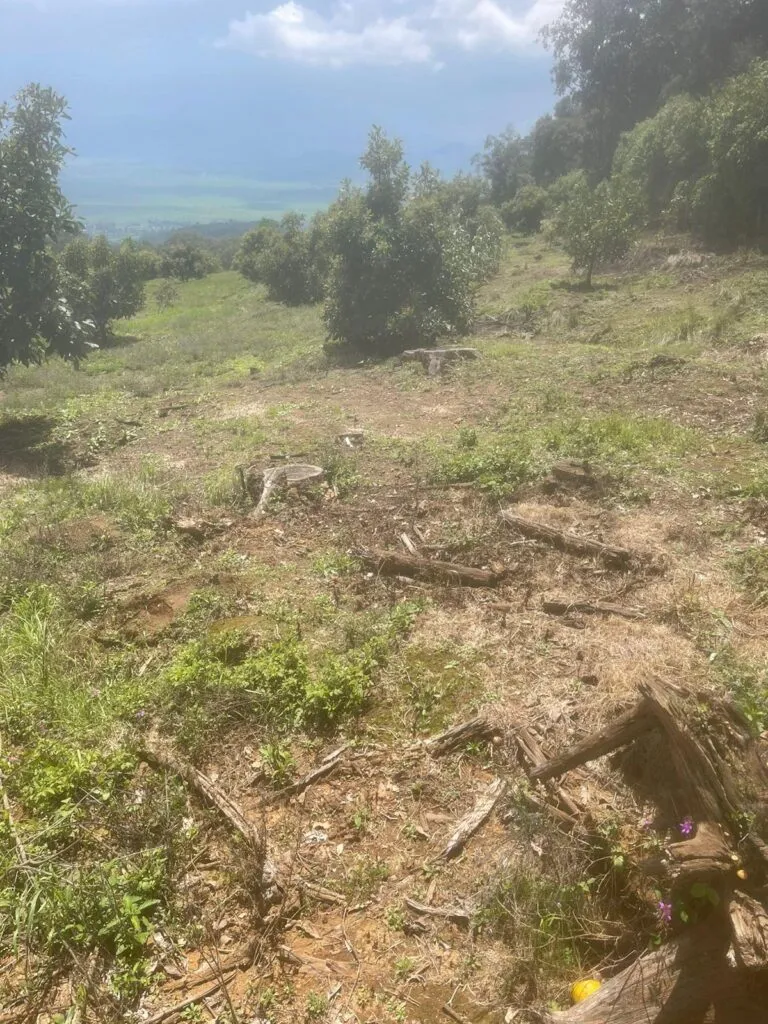 Cumplimenta FGE cateo en predio relacionado con tala ilegal y plantación de aguacate en Erongarícuaro-2