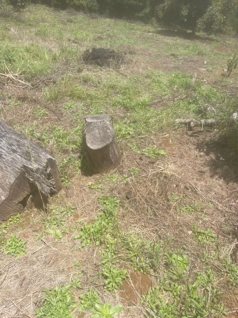 Cumplimenta FGE cateo en predio relacionado con tala ilegal y plantación de aguacate en Erongarícuaro-3