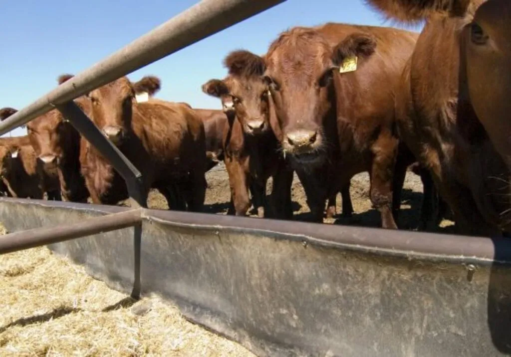 Detectan nuevo caso de gusano barrenador en Nuevo León; USDA analiza liberación de moscas estériles-1