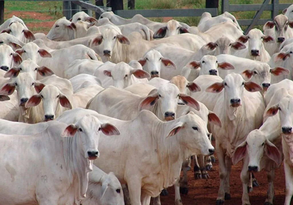 Detectan nuevo caso de gusano barrenador en Nuevo León; USDA analiza liberación de moscas estériles