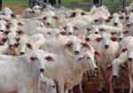 Nuevo caso de gusano barrenador en Nuevo León