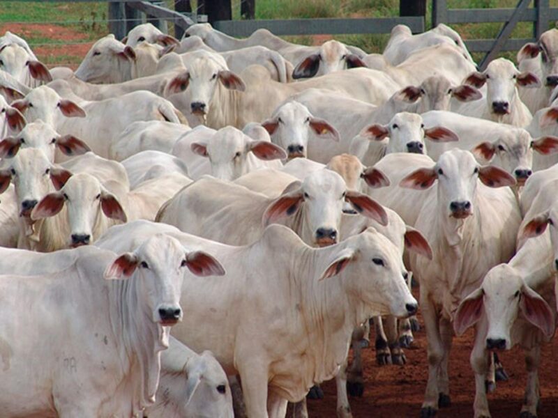 Detectan nuevo caso de gusano barrenador en Nuevo León; USDA analiza liberación de moscas estériles