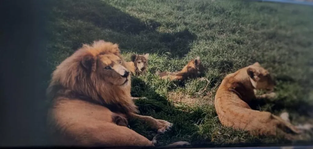 Detienen a siete personas por secuestro en rancho en Edomex; hallan cuatro leones en el inmueble-1