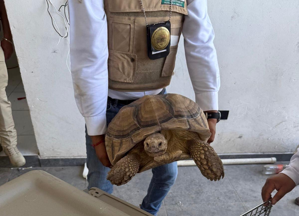 En cateo realizado en Ecuandureo, asegura FGE inmueble relacionado en conductas ilícitas