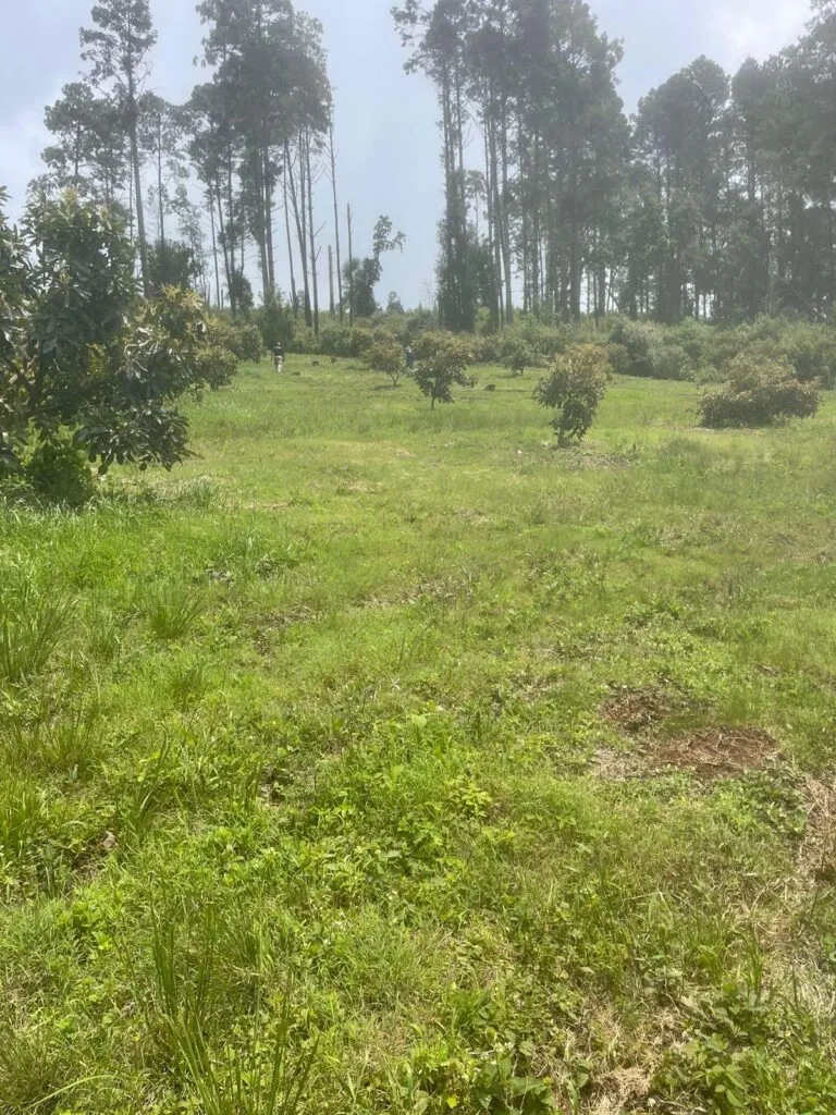 En Tacámbaro, cumplimenta FGE orden de cateo en predio relacionado con delitos ambientales-1
