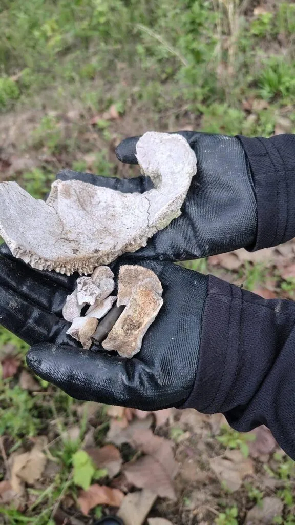 Fosa clandestina Las Agujas: 259 bolsas con restos humanos