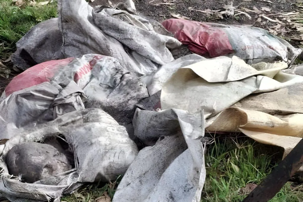 Habitantes de El Zapote, Villa Jiménez, hallaron costales de yute con restos humanos desmembrados al pie de un árbol: La Fiscalía de Michoacán investiga el hallazgo, donde se localizaron tres cabezas y evidencias de un entierro previo 2