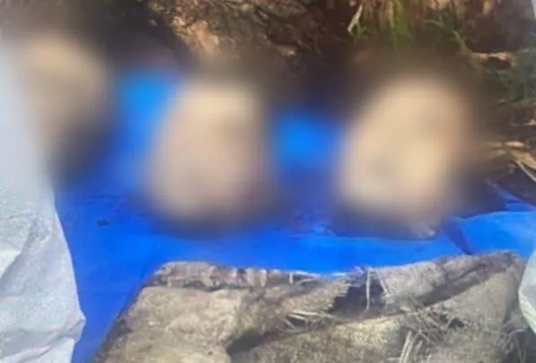 Habitantes de El Zapote, Villa Jiménez, hallaron costales de yute con restos humanos desmembrados al pie de un árbol: La Fiscalía de Michoacán investiga el hallazgo, donde se localizaron tres cabezas y evidencias de un entierro previo
