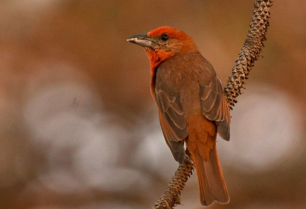 Inicia Festival de Aves en Michoacán