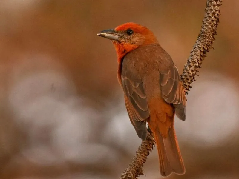Inicia el Festival de Aves en Michoacán