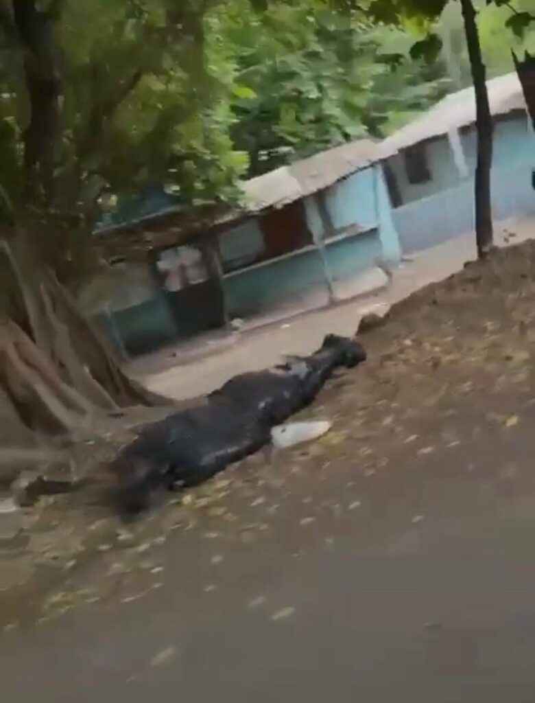 Investigan el hallazgo de un hombre sin vida envuelto en plástico en Apatzingán