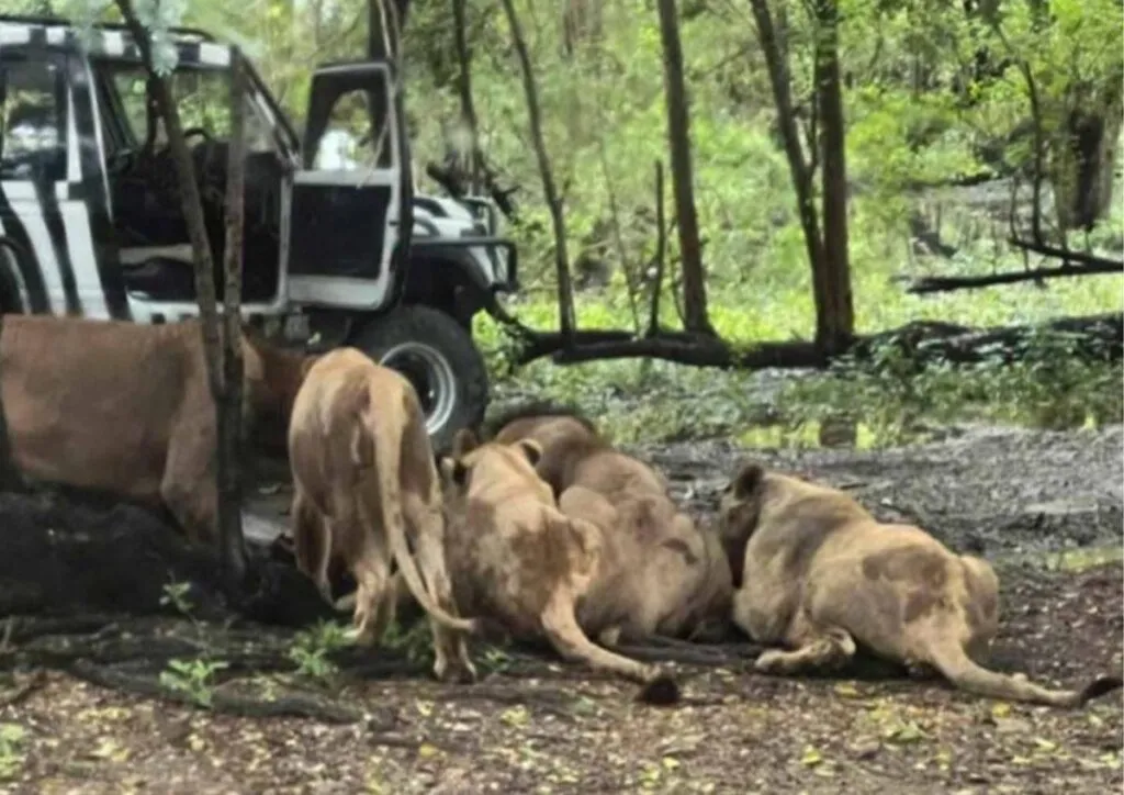 Leones atacan a su cuidador en brutal ataque de más de 15 minutos
