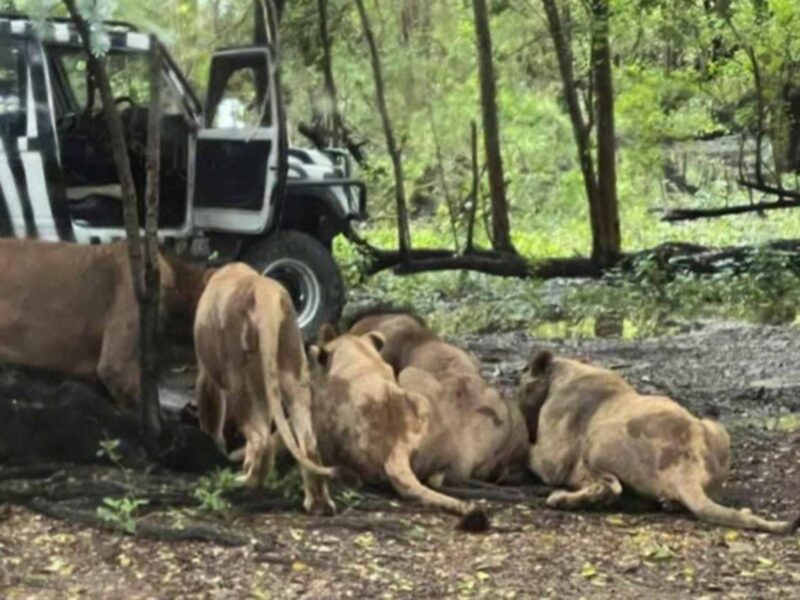 Leones atacan a su cuidador en brutal ataque de más de 15 minutos