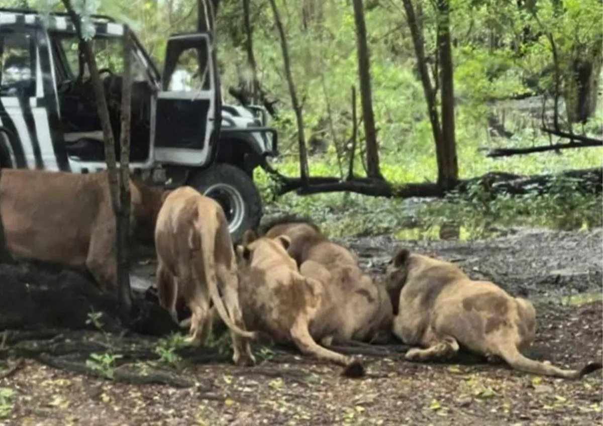 Leones atacan a su cuidador en brutal ataque de más de 15 minutos