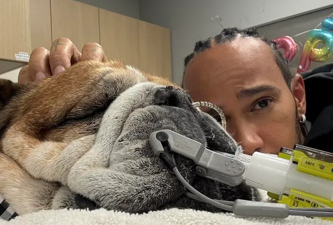 Lewis Hamilton despide a Roscoe, su inseparable bulldog