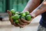 Limoneros de Apatzingán exigen seguridad y alto a los abusos en retenes