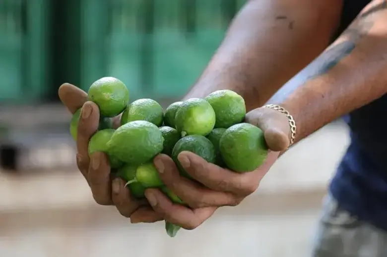 Limoneros de Apatzingán exigen seguridad