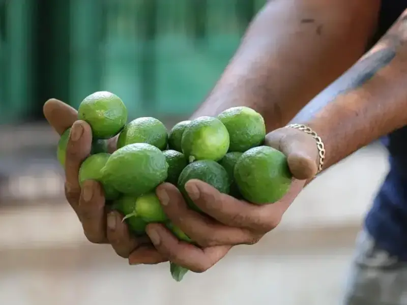 Limoneros de Apatzingán exigen seguridad