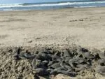 Logro para la naturaleza, temporada 2025 romperá récord de liberaciones de tortuga marina
