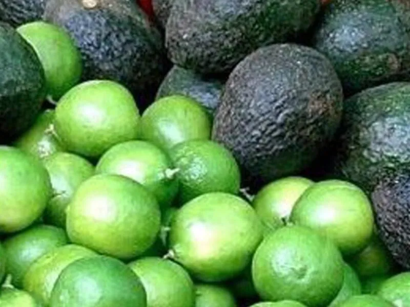 Michoacán lidera en producción de aguacate y limón: Inegi