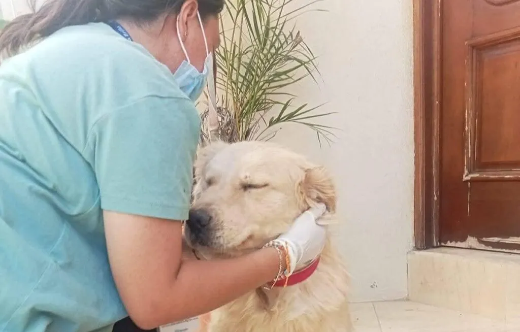 Niega Minerva que atención animal en IMPA Morelia de IMPA sea más cara que en sector privado