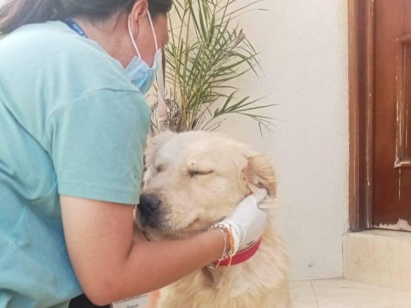Niega Minerva que atención animal en IMPA Morelia de IMPA sea más cara que en sector privado