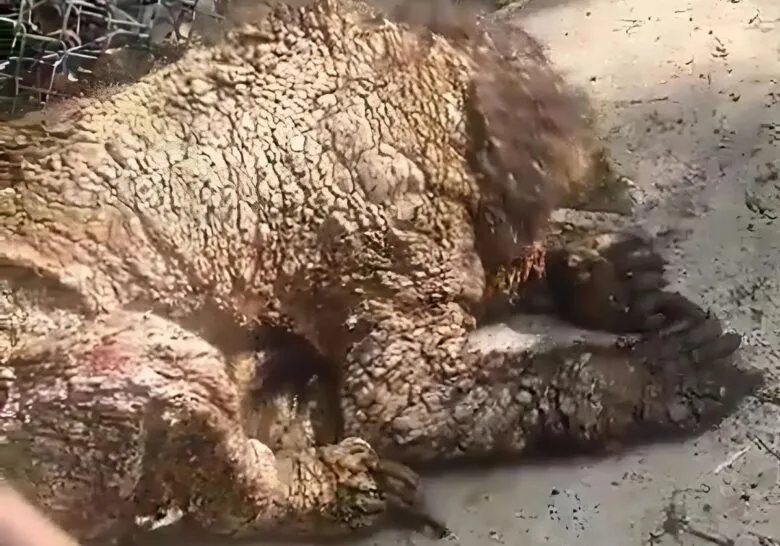 Osezna víctima de maltrato en Zoológico La Pastora