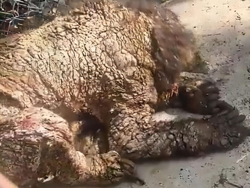 Osezna víctima de maltrato en Zoológico La Pastora