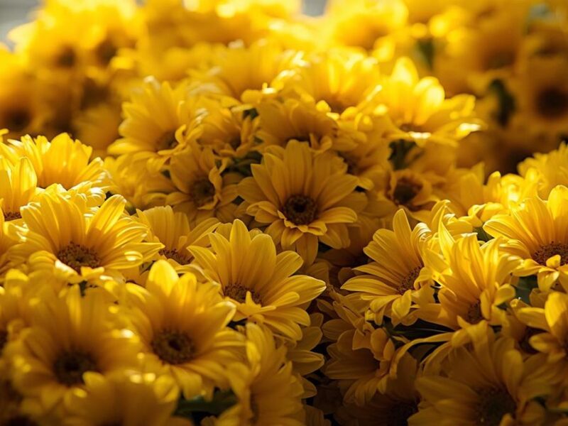 Por qué se regalan flores amarillas el 21 de septiembre