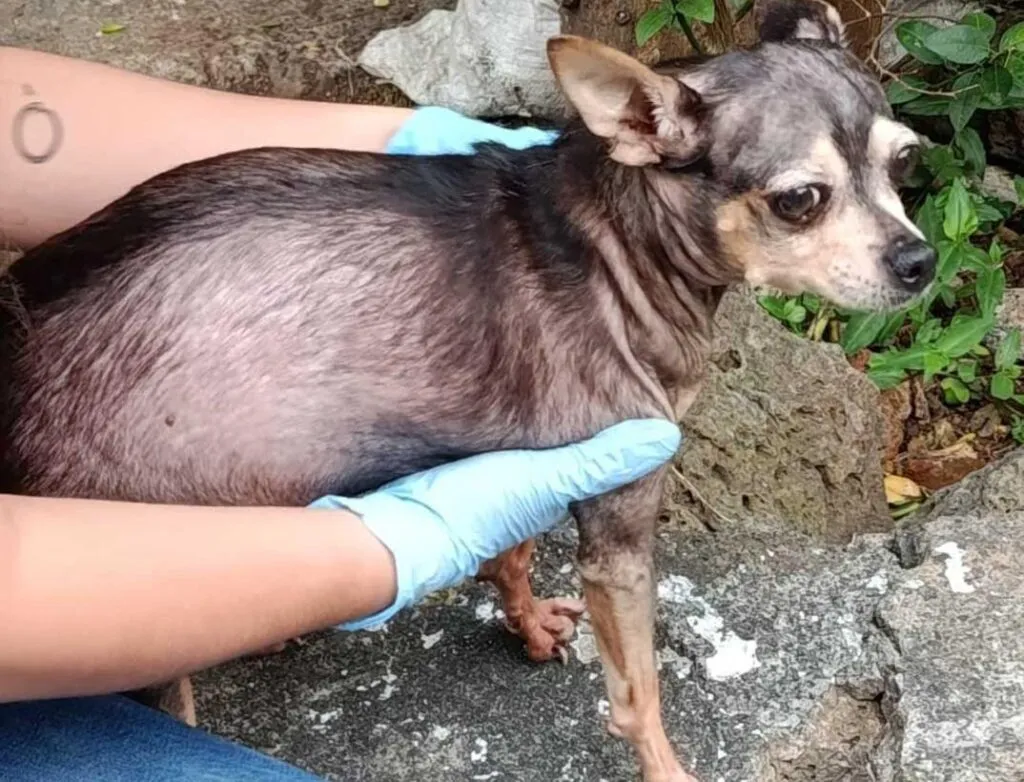 Rescata FGE a canino víctima de crueldad en Morelia y lo pone bajo resguardo seguro