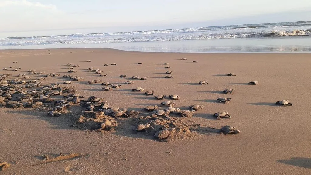 temporada 2025 romperá récord de liberaciones de tortuga marina en Michoacán