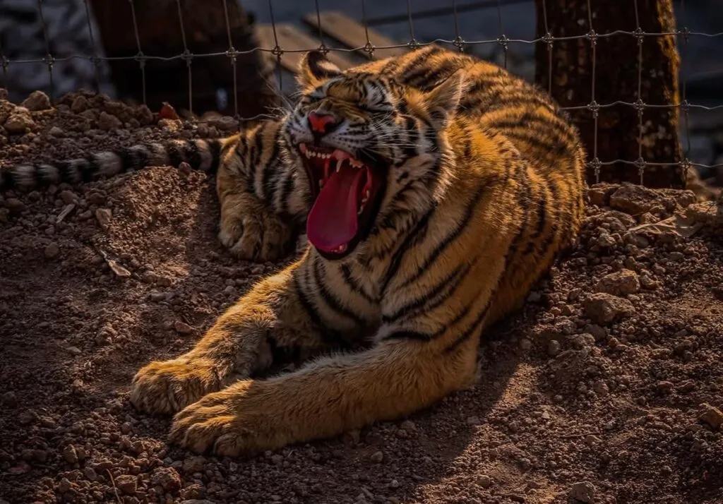 Tigre ataca a veterinaria en reserva de Mazamitla, Jalisco: video