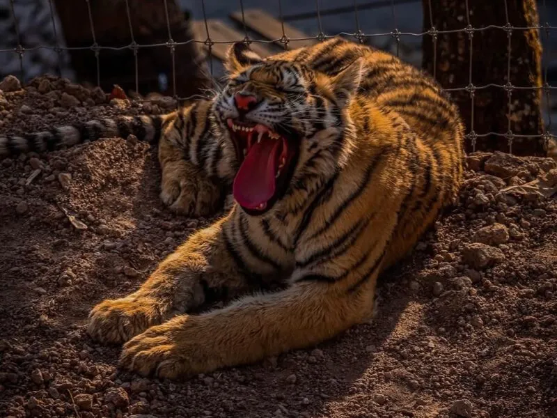Tigre ataca a veterinaria en reserva de Mazamitla, Jalisco: video