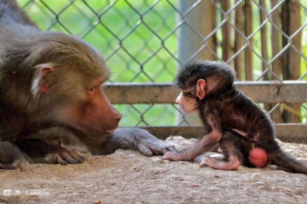 zoológico de Morelia suma 61 nacimientos en 2025