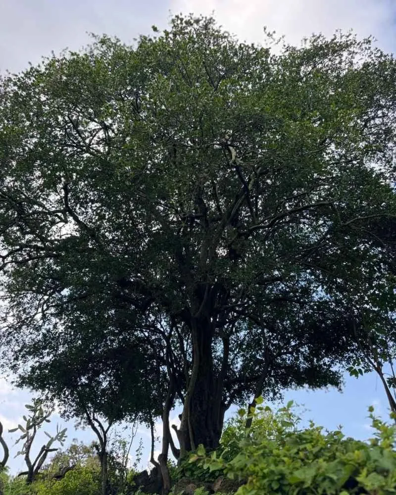 Michoacán y académicos reforestan y producen en vivero al zapote prieto, especie en peligro crítico en Cuitzeo y Morelia, para evitar su extinción