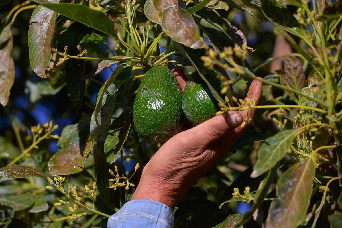 Aguacate franja Michoacano busca protección del IMPI , Indicación Geográfica, Bedolla, exportación