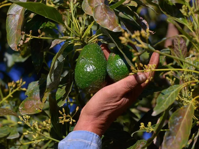 Aguacateros de Michoacán paro nacional
