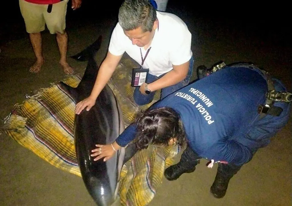 Autoridades liberan a un delfín varado en la costa michoacana