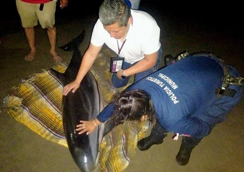 Autoridades liberan a un delfín varado en la costa michoacana