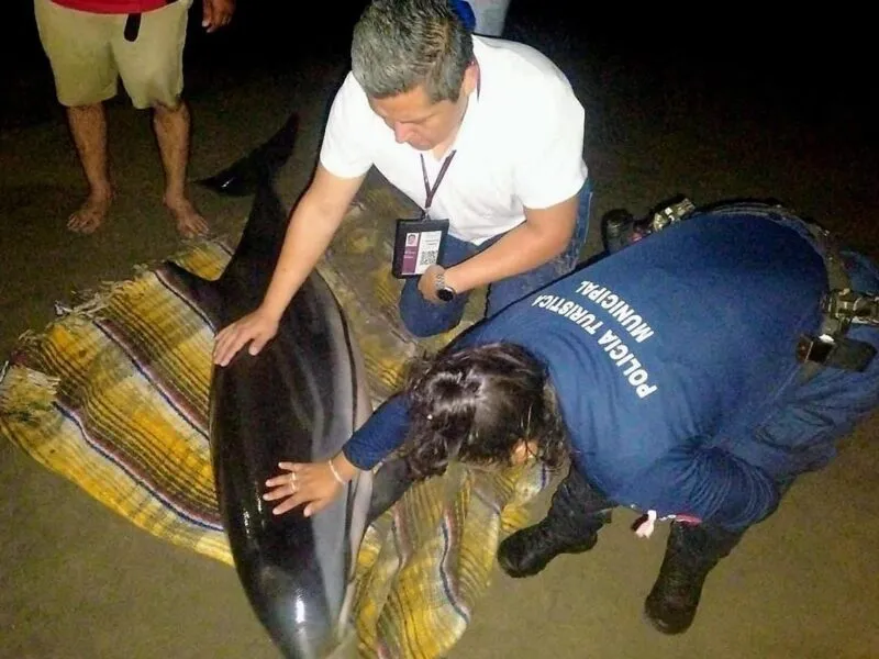 Autoridades liberan a un delfín varado en la costa michoacana