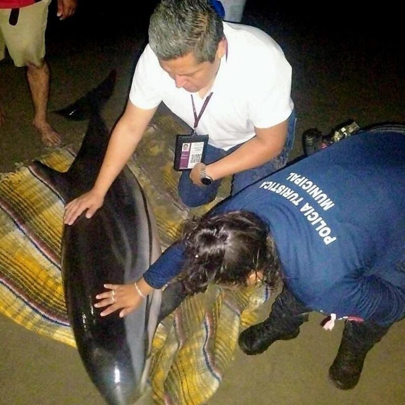 Autoridades liberan a un delfín varado en la costa michoacana