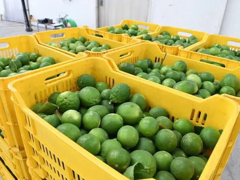 Baja de precio del limón, por incremento de producción en Michoacán y Colima: Bedolla
