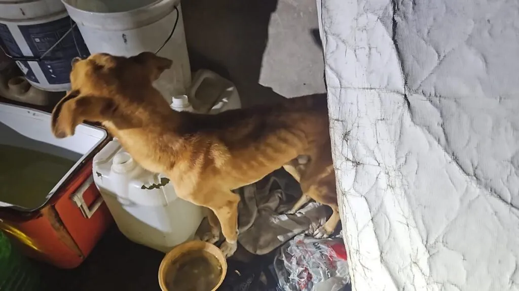 cateo Zitácuaro perros víctimas maltrato 1