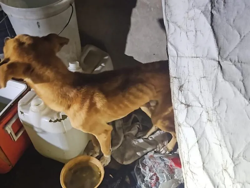 cateo Zitácuaro perros víctimas maltrato 1