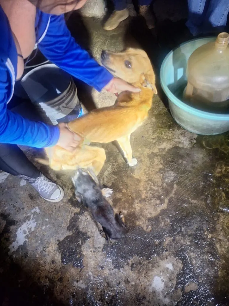 cateo Zitácuaro perros víctimas maltrato 2