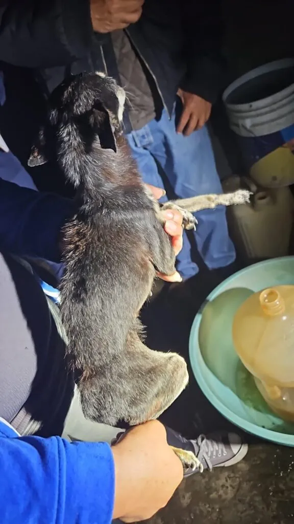 cateo Zitácuaro perros víctimas maltrato 3