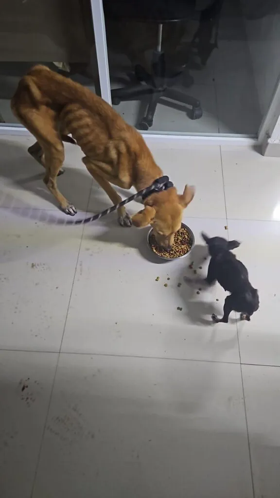 cateo Zitácuaro perros víctimas maltrato 4